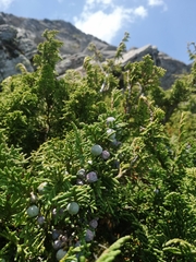 Juniperus monticola