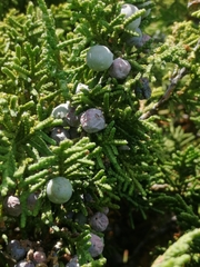 Juniperus monticola