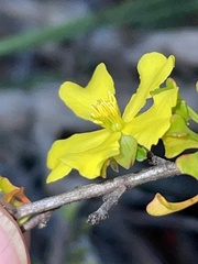 Hibbertia circumdans