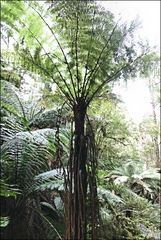 Cyathea marcescens