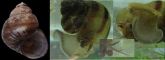 Viviparus acerosus