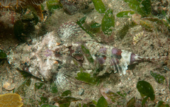 Thysanophrys cirronasus