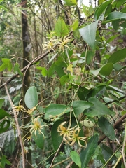 Clematis meyeniana