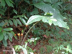 Alocasia longiloba