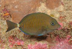Prionurus maculatus