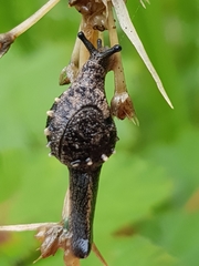 Fastosarion