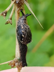 Fastosarion