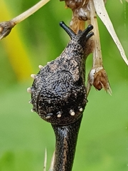 Fastosarion