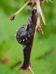 Fastosarion