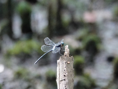 Pornothemis starrei