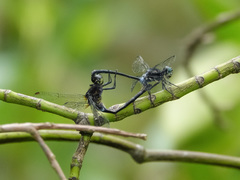 Pornothemis starrei