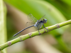 Pornothemis starrei