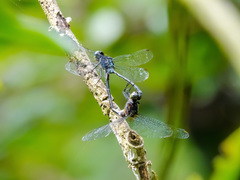 Pornothemis starrei