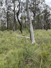 Xanthorrhoea concava