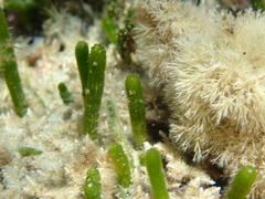 Green Seaweed Sp.