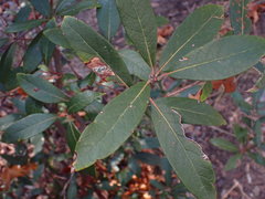 Quercus hypoleucoides
