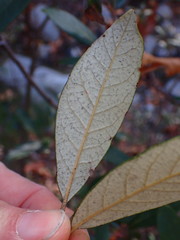 Quercus hypoleucoides