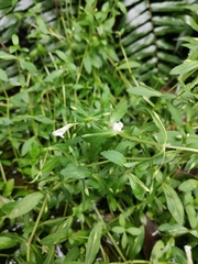 Limnophila aromatica