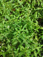 Limnophila aromatica