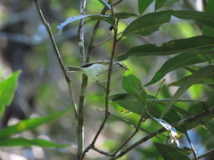 Phylloscopus proregulus