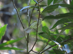 Phylloscopus proregulus