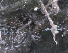Fejervarya cancrivora
