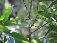Phylloscopus proregulus