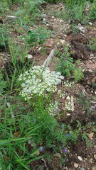Conioselinum tataricum