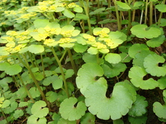Chrysosplenium alternifolium