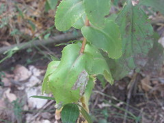 Hylotelephium maximum maximum