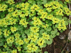 Chrysosplenium alternifolium