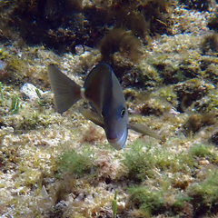 Prionurus maculatus
