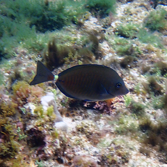 Prionurus maculatus