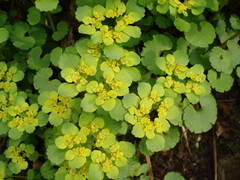 Chrysosplenium alternifolium