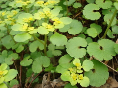 Chrysosplenium alternifolium
