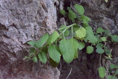 Campanula elatinoides