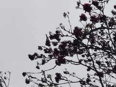 Fringilla montifringilla