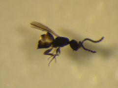 Ceraphronoidea