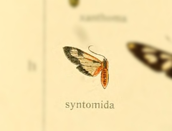 Dysauxes syntomida