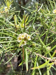 Lysicarpus angustifolius