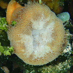 Stichodactyla tapetum