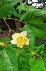 Gossypium herbaceum