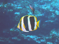 Chaetodon tricinctus