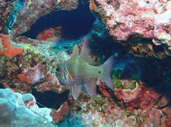 Ostorhinchus norfolcensis