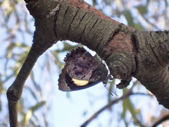 Ogyris abrota