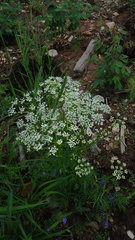 Conioselinum tataricum