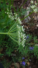 Conioselinum tataricum