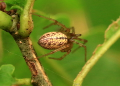 Stemonyphantes lineatus