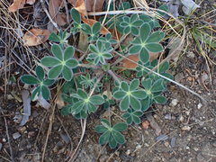Lupinus huachucanus