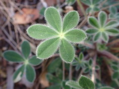 Lupinus huachucanus